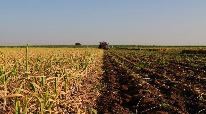 CAMPO AJOS