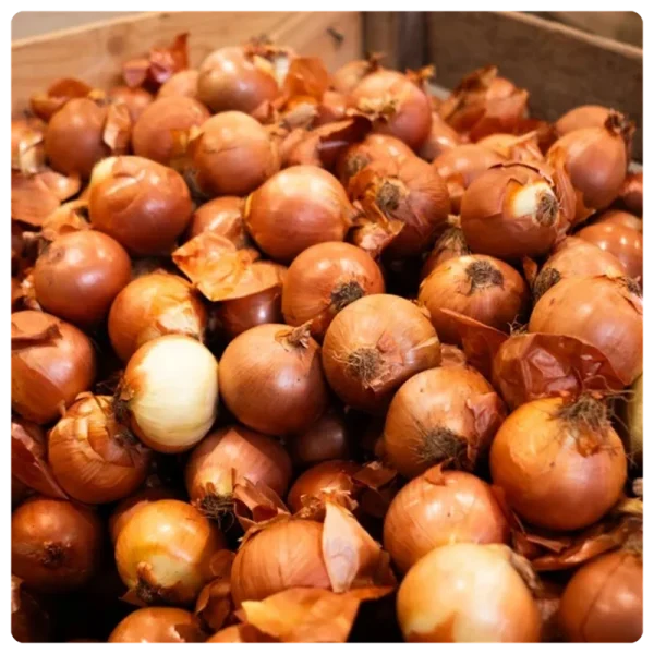 Cebollas al por mayor naturales