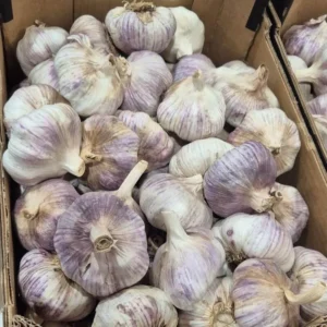ajo_morado