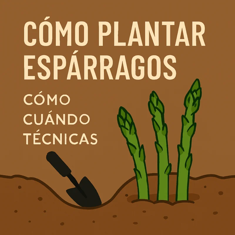 como_plantar_esparragos