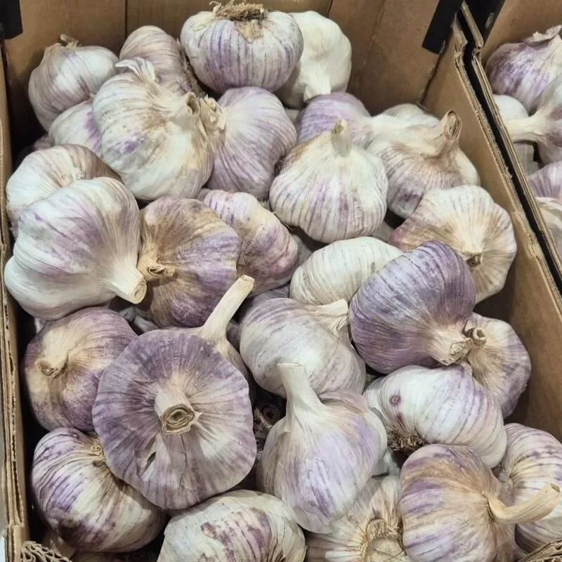 ajo_morado